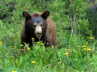 Dandelion Bear Atlin 5415  Dandelion eating Black Bear, Yukon